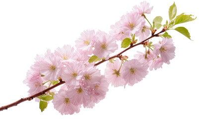 Fototapeta premium Isolated delicate cherry blossom branch with pink flowers, new green leaves, springtime beauty.