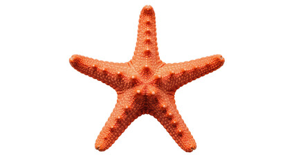 Isolated vibrant orange starfish marine animal detailed textured ocean creature © Ari