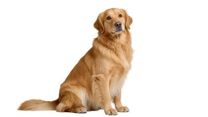 Isolated golden retriever dog sitting looking attentive and friendly, a beautiful furry pet