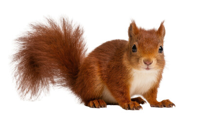 Isolated cute red squirrel looking directly at camera, full body shot, detailed fur texture © Ari