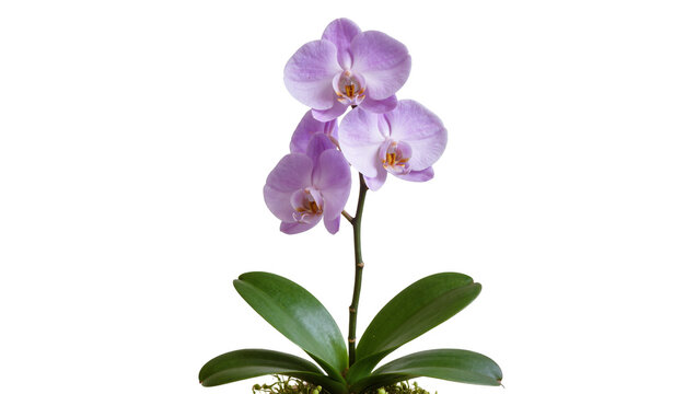 Isolated blooming purple Phalaenopsis orchid plant with multiple flowers and green leaves