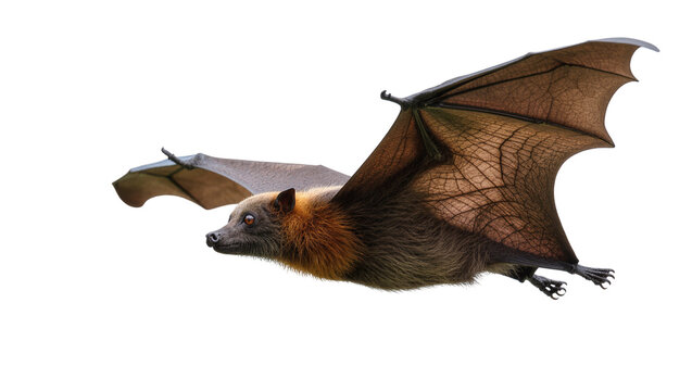 Isolated large fruit bat in graceful flight, a majestic flying fox with outstretched wings