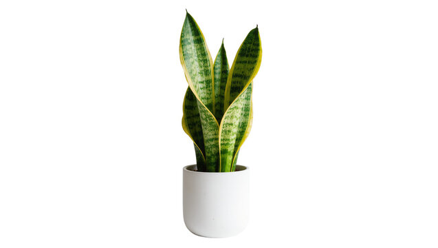 Isolated snake plant Sansevieria trifasciata 'Laurentii' houseplant in white ceramic pot