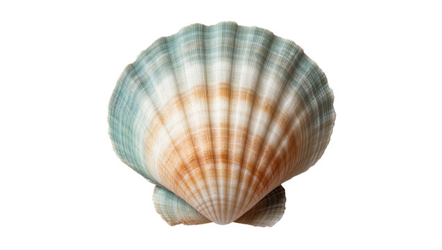 Isolated vibrant scallop seashell with beautiful ribbed texture and natural colors