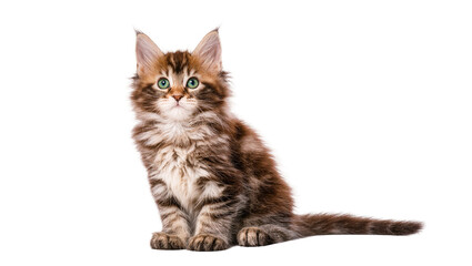 Isolated adorable fluffy tabby Maine Coon kitten sitting and looking at the camera