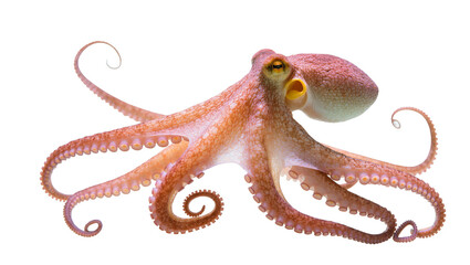 Isolated vibrant orange octopus with textured skin and curled tentacles, a fascinating sea creature © Ari