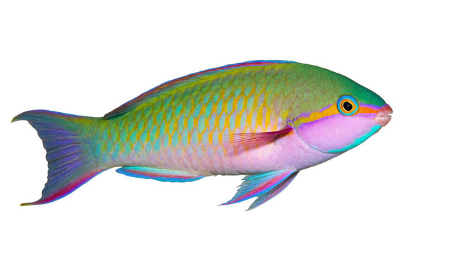 Isolated vibrant rainbow parrotfish swimming in side view, a beautiful tropical marine animal