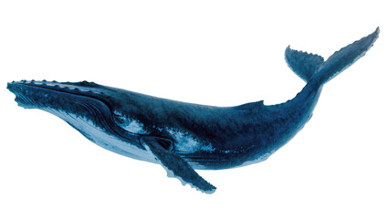 Isolated Humpback whale swimming with powerful tail, majestic marine animal in graceful motion © Ari