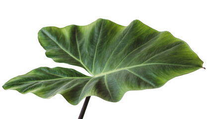 Isolated vibrant green tropical elephant ear leaf with detailed veins and ruffled edge © Ari