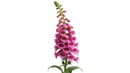 Isolated beautiful pink purple Foxglove flower stalk, vibrant blooming garden plant, Digitalis purpurea © Ari