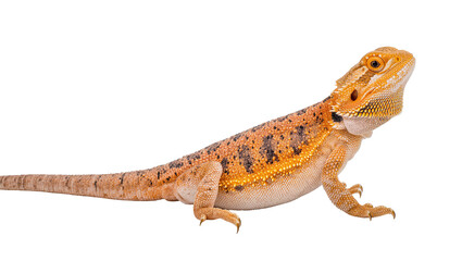 Naklejka premium Isolated vibrant orange and yellow bearded dragon, exotic pet lizard with scaly skin