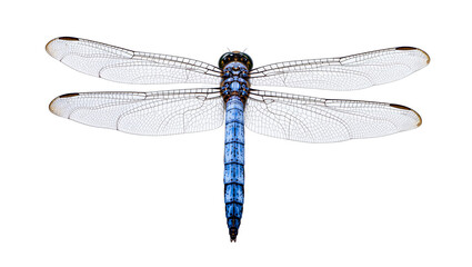 Isolated beautiful blue dragonfly with intricate transparent wings, a striking macro capture © Ari