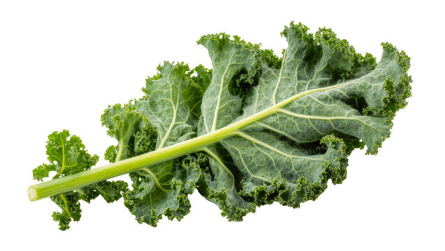 Isolated fresh vibrant green organic curly kale leaf with natural texture, healthy raw vegetable