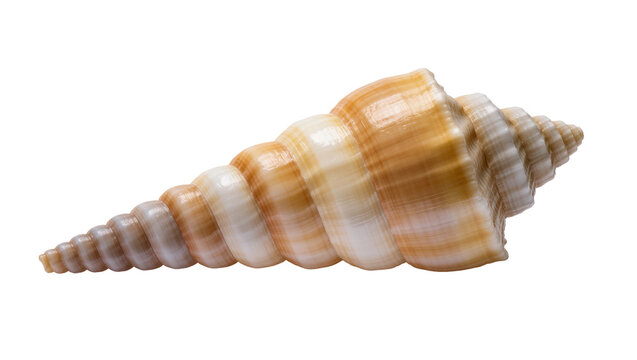 Isolated elegant brown and white banded auger seashell, beautiful marine spiral shell object