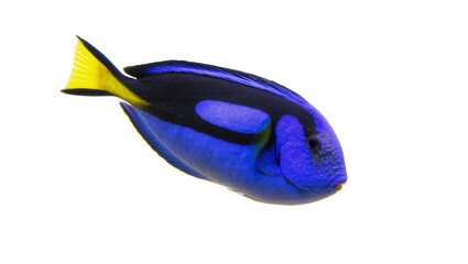 Isolated Blue Tang, vibrant tropical marine fish with striking blue body and yellow tail © Ari