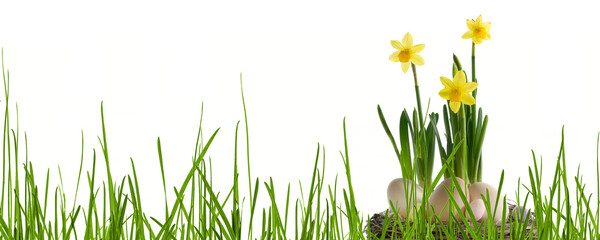 Fototapeta na wymiar floral easter decoration in green grass meadow isolated on transparent background, grass blades around a nest with daffodil flowers and easter eggs, garden scene in spring