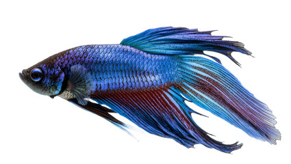 Isolated stunning male Siamese fighting fish with vibrant blue and rich red flowing fins © Ari