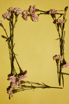 Frame of light pink carnations on yellow background