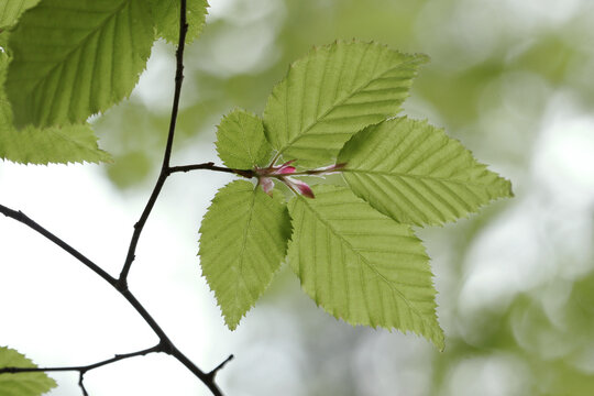 Close-up of Vibrant Green Foliage of Carpinus laxiflora (loose-flower Hornbeam) with Dappled Light, Tohoku, Japan