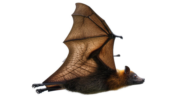 Isolated flying fox, a large fruit bat with outstretched wings in natural motion