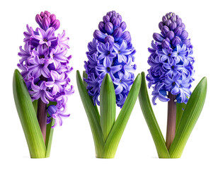 Purple and blue hyacinth flower on a transparent background