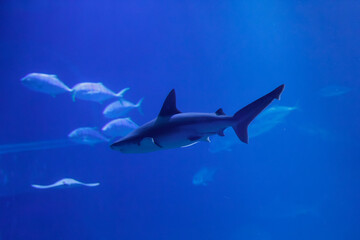 Obraz premium Shark Swimming in Blue Ocean with Fish