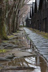 雨の山居倉庫とケヤキ並木（酒田市）