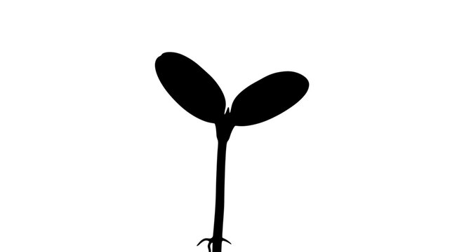 Young Seedling Silhouette with Two Leaves.