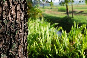 Obraz premium Close-up photo of the surface of the tree bark. The bark is brown.