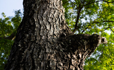 Obraz premium Photo of a large tree trunk from the bottom.