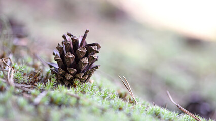 a pine cone lies on a green forest moss. A pine cone lies on a fluffy moss in the forest. Autumn forest in Europe. Copy space. spring sunny day, bright green moss. nature, close-up. place for text
