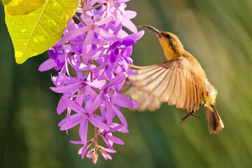 Fototapeta premium Grünrücken-nektarvogel 