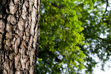 Obraz premium Close-up photo of the surface of the tree bark. The bark is brown.