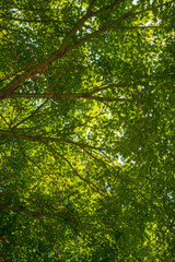 Fototapeta premium Green Tree Canopy View from Below with Sunlight in Forest