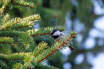 An adult coal tit (Periparus ater) perched on a spruce branch, looking toward the camera lens on a sunny spring day. © Mariia