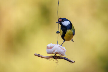 Male Great Tit with Avian Pox disease on a piece of lard. Bird looking at camera, olive background, sunny spring day, wildlife pathology, avian health. © Mariia