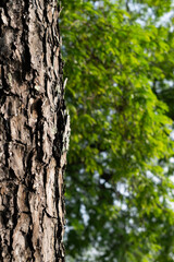 Obraz premium Close-up photo of the surface of the tree bark. The bark is brown.