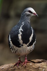 Fototapeta premium black and white dove