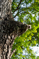 Obraz premium Close-up photo of the surface of the tree bark. The bark is brown.