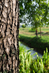 Obraz premium Close-up photo of the surface of the tree bark. The bark is brown.