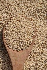 Obraz premium split urad dal also known as white urad dal or white gram Urad dal is a type of lentil derived from black gram beans . split urad dal on wooden spoon