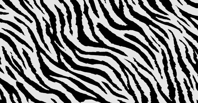 Zebra line pattern rough line. Black and white zebra skin textured.