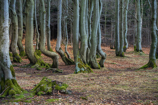 Dancing beeches: Unique crooked beech trees in a forest near Valteřice, Eagle Mountains, Czech Republic.