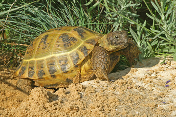 Obraz premium Central Asian Tortoise, Agrionemys horsfieldii