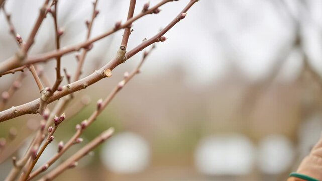 close up of gardener wearing gloves cutting tree branch with pruning shears during seasonal garden maintenance