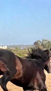 Powerful Stallion Shaking its Head in Slow Motion