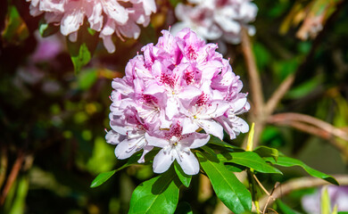 Fototapeta premium pink rhododendron blooms in the Botanical garden 