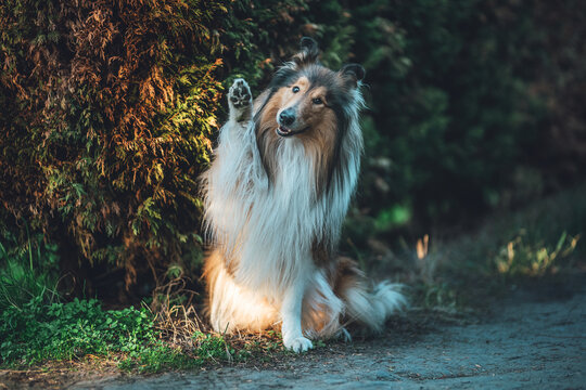 Trained Rough Collie Sitting and Raising Paw for Greeting