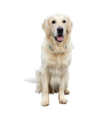 Obraz premium Golden retriever dog sitting front view isolated on transparent background, adorable domestic pet with soft fur, perfect for pet advertising, design elements, and animal themes.