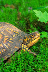 Obraz premium Eastern box turtle, Terrapene carolina, on moss.